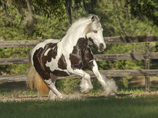 Obraz na płótnie Canvas gypsy vanner horse mare running