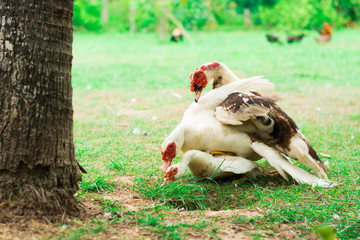 Duckbreed