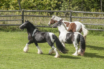 Three Gypsy Horse mares running across green paddock