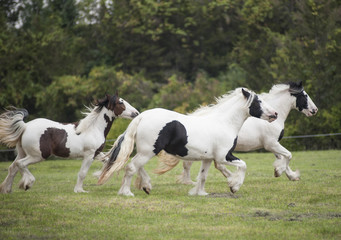Obraz na płótnie Canvas Three Gypsy Horse mares running across green paddock