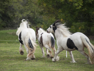 Naklejka na ściany i meble Three Gypsy Horse mares running across green paddock