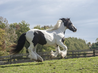 Fototapeta na wymiar Gypsy Horse mare running in grass paddock