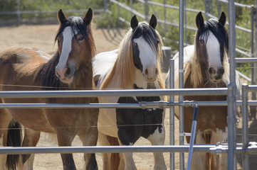 Gypsy Vanner horses standing at fence gate