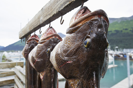 Closeup of three dead ling cods hanging on hooks, Alaska, USA