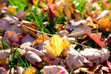 Fall Leaves