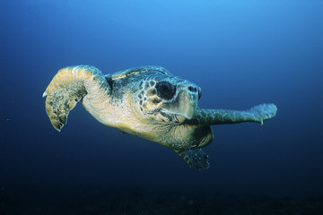 Loggerhead turtle (caretta caretta) drifting