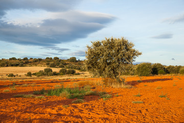 View of trees in the spanish countryside