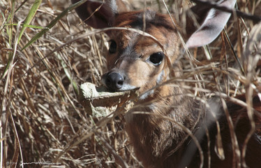 Bush buck African deer