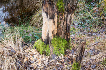 Biberschaden an Baum