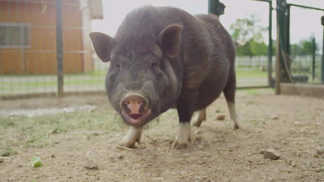 Close up adorable piggy chewing food on big animal ranch