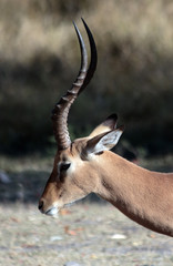Botswana Impala