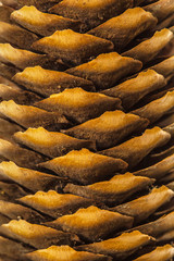 Beautiful background from  pine cones