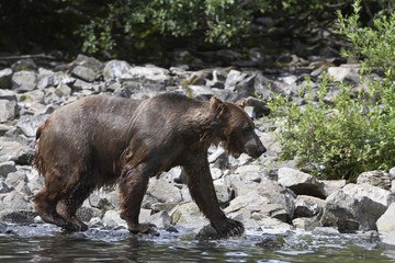 Grizzly brown bear walking by water's edge in forest