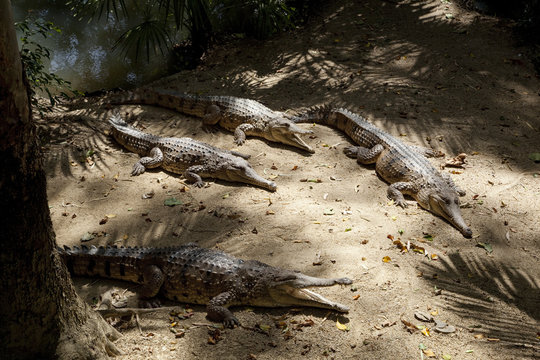 Freshwater crocodiles (Crocodylus johnstoni), The Wildlife Habitat, Port Douglas, Queensland