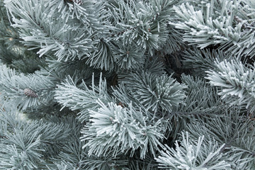 Naklejka na ściany i meble Pine tree branches covered with snow