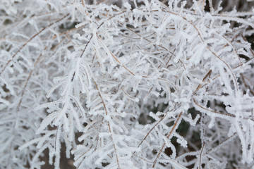 dry plants in snow, meadow at winter