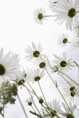 Fototapeta premium Low angle view of daisy flowers in field against clear sky