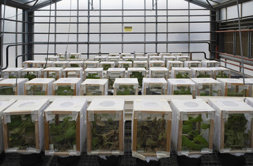 Sample plants in glass box at greenhouse