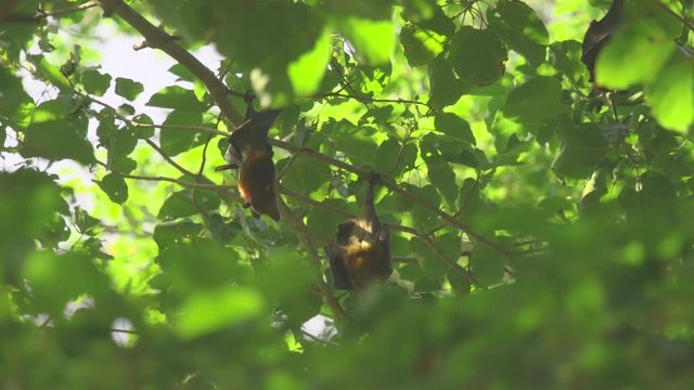 Flying foxes hangs on a tree branch and washes