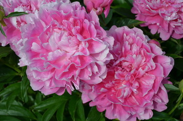 Fresh beautiful peony flowers 