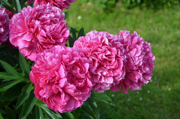 Fresh beautiful peony flowers in spring