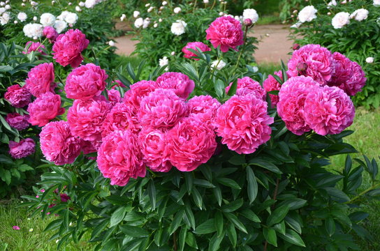 Fototapeta Fresh beautiful peony flowers in the garden