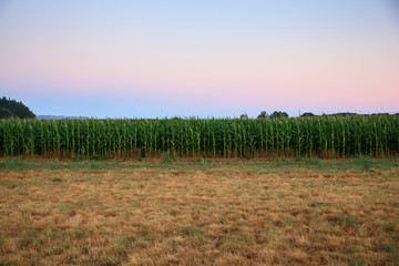 Obraz na płótnie Canvas Green cornfield in the morning