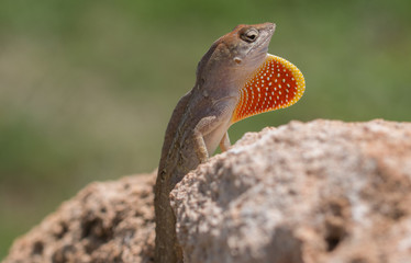 Iguana