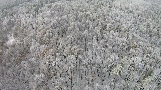 Aerial view of winter forest with snow on the trees