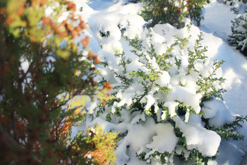 bush green and yellow branches covered with snow
