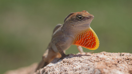 Iguana