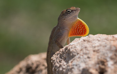 Iguana