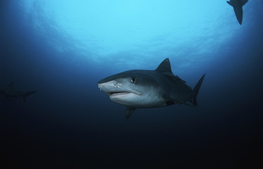 Obraz premium Tiger Shark (galelcerdo cuvieri) underwater view
