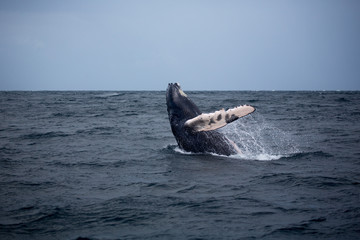 Jump of humpback whale in Samana, Dominican republic