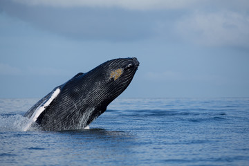 Jump of humpback whale in Samana, Dominican republic