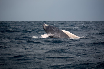 Fototapeta premium Jump of humpback whale in Samana, Dominican republic