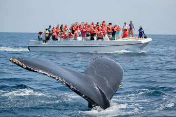 Humpback whale tail in Samana, Dominican republic and torist wha - obrazy, fototapety, plakaty