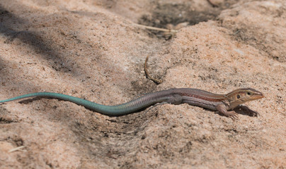 Lizard