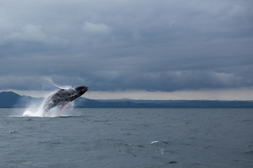 Naklejka premium Jump of humpback whale in Samana, Dominican republic
