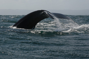 Humpback whale tail in Samana, Dominican republic