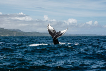 Humpback whale tail in Samana, Dominican republic