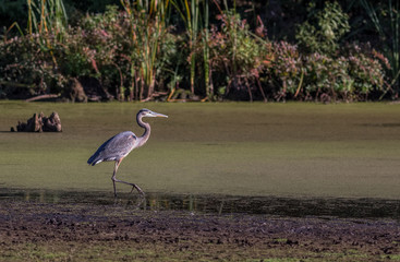 Great Blue Heron Ardea herodias