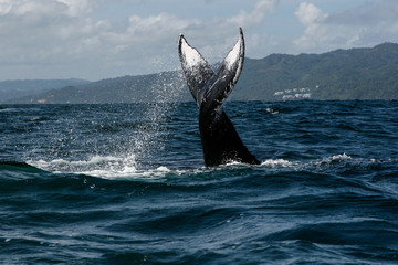 Fototapeta premium Humpback whale tail in Samana, Dominican republic