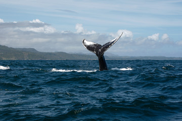 Humpback whale tail in Samana, Dominican republic