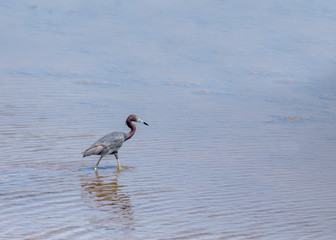 Little Blue Heron - Egretta caerulea