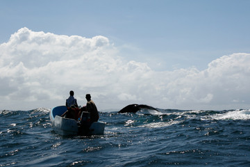 Tail of humpback whale and tourist boat in Samana, Dominican rep