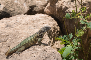 Iguana