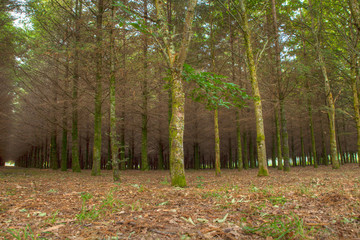 Fir wood in the spanish countryside