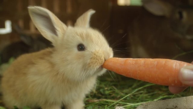 CLOSE UP: Adorable fluffy little light brown bunny eating big fresh carrot
