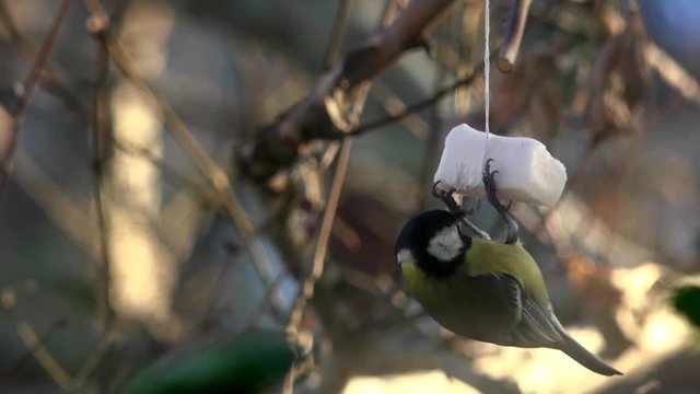 Titmouse eating lard. Titmouse near  window caressing lard.